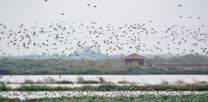 武汉市人民代表大会常务委员会关于加强湿地保护的决定