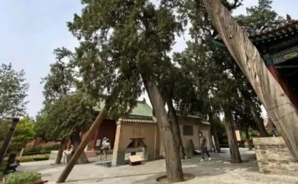 关公故里修复50余株古树名木