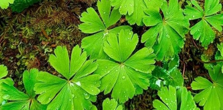 四川贡嘎山国家级自然保护区发现物种新记录