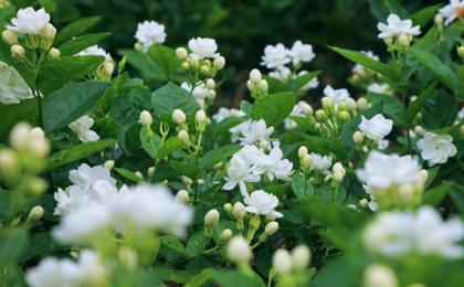 全世界爱唱爱吃的“茉莉花”，60%来自这里