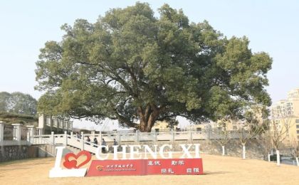 杭州究竟还藏着多少古树？