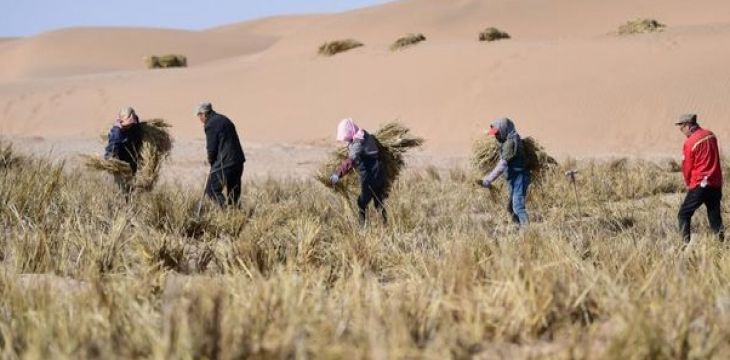内蒙古阿拉善盟三大沙漠锁边林草带合龙