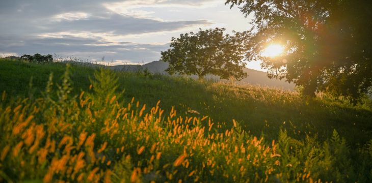 “十四五”期间我国草原生态质量显著提升 退化草原年均缩减5000万亩