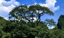 时隔70多年 广西再次发现极度濒危植物滇桐