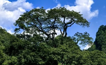 时隔70多年 广西再次发现极度濒危植物滇桐