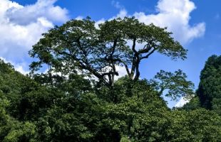 时隔70多年 广西再次发现极度濒危植物滇桐