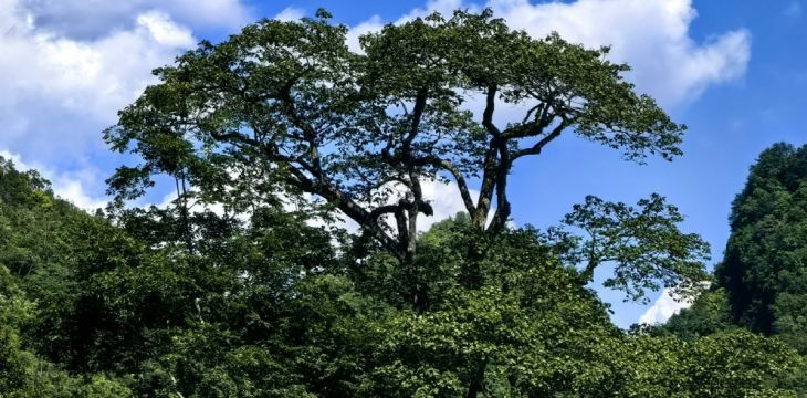 时隔70多年 广西再次发现极度濒危植物滇桐
