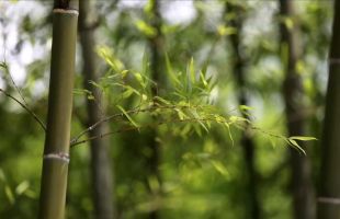 美丽生态新景观里的东方智慧
