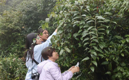 广西林草种质资源普查发现27种植物新物种