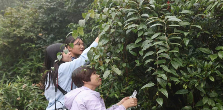广西林草种质资源普查发现27种植物新物种