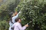 广西林草种质资源普查发现27种植物新物种