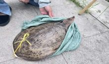 多地街头贩卖“野生鳖” 专家急呼：不能吃！放生危害更大！
