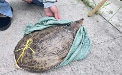 多地街头贩卖“野生鳖” 专家急呼：不能吃！放生危害更大！