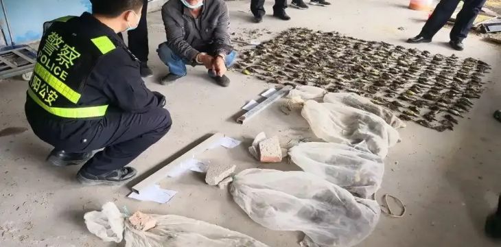 17人猎杀买卖禾花雀获刑：“极危动物”仅5元一只收购，催肥后20多元卖出