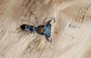 江西发现蜘蛛新物种广丰合跳蛛