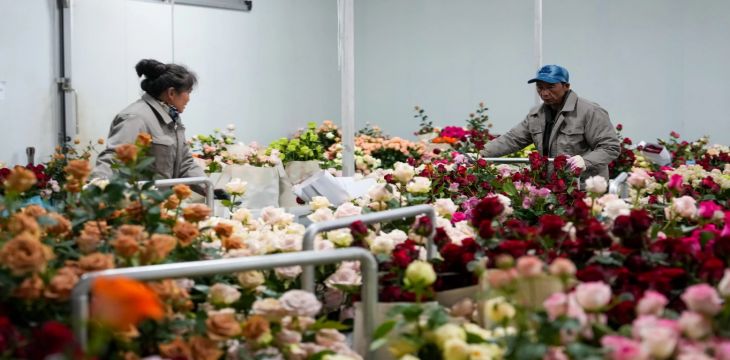 “新业态+新消费”催生花卉行业新工种 让“不凋谢”的中国式浪漫走向世界
