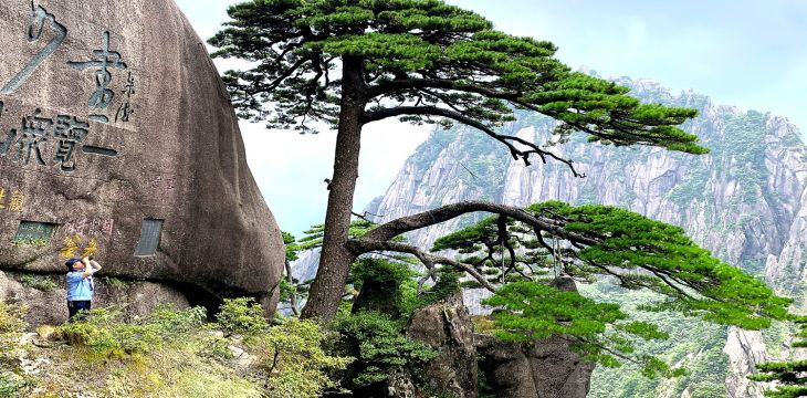 安徽多措并举保护古树名木 用一抹绿色留住历史与乡愁