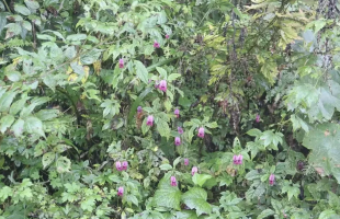 发现植物新种——眉山凤仙花