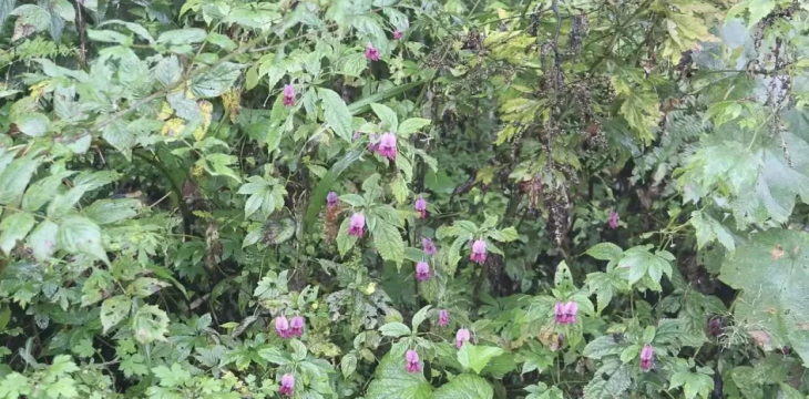 发现植物新种——眉山凤仙花