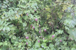 发现植物新种——眉山凤仙花