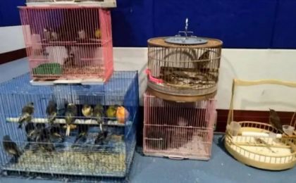 猎捕贩卖野生鸟类多人获刑