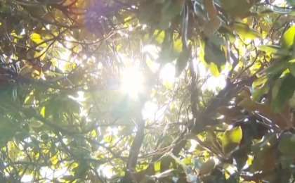 秋燥秋乏“秋老虎” 立秋时节如何养生？专家建议