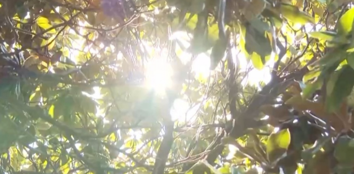 秋燥秋乏“秋老虎” 立秋时节如何养生？专家建议