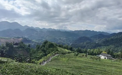 从茶马古道到新式茶饮 恩施茶“泡”出百亿大产业 