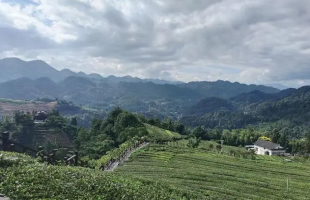 从茶马古道到新式茶饮 恩施茶“泡”出百亿大产业 