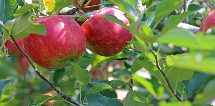中国农科院：技术集成示范助力苹果生产提质增效