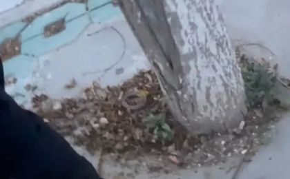 银川一国家级城市湿地公园被指“水泥封树坑”，当地自然资源局回应