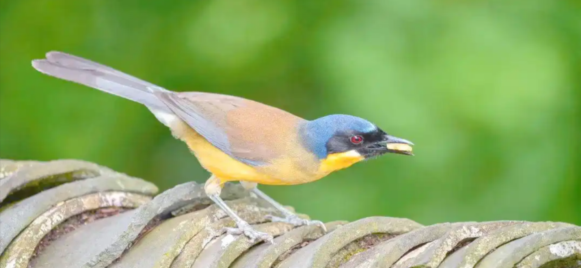 我国多个鸟类濒危物种种群稳定增长