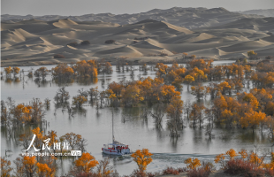 新疆尉犁：大漠胡杨醉游人  