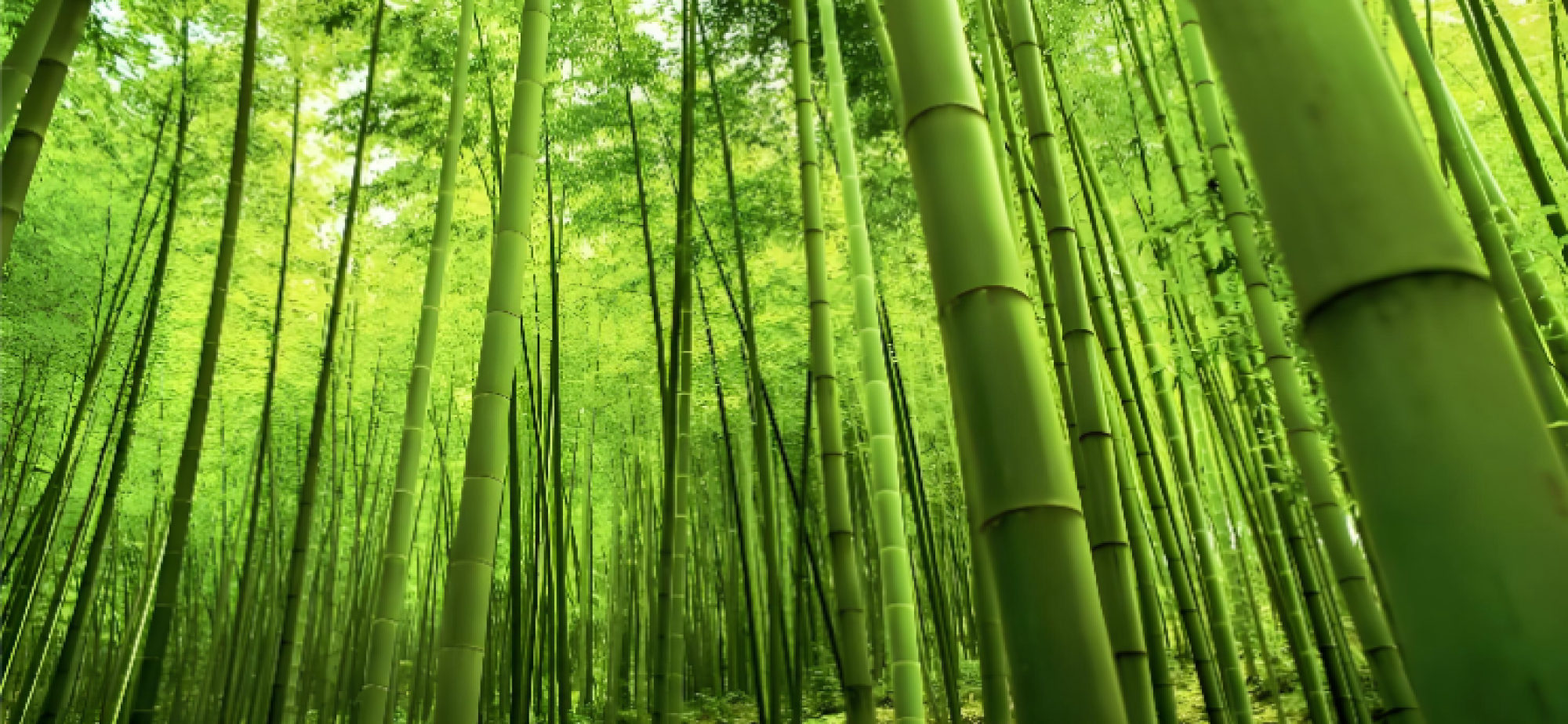 竹木间，看见鲜活的古代中国