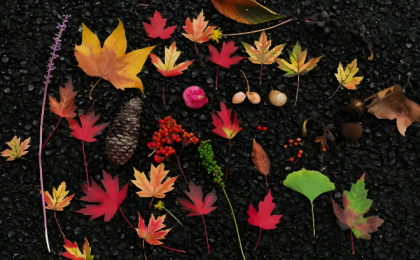 “捡秋”让我们贴近自然