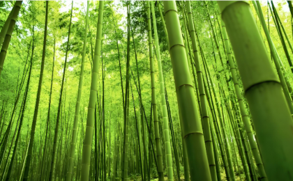 竹木间,看见鲜活的古代中国