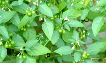 太行山下“小种植”带来“大产业”