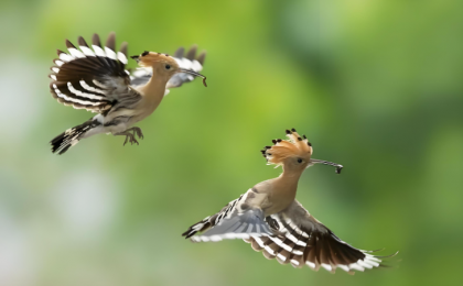 中国鸟类保护成果显著