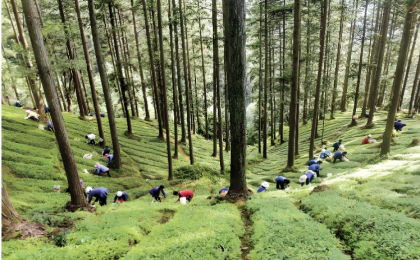 林下经济的“广西样板”