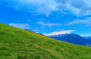 陕西定边：盐碱沙地披上“牧草绿”