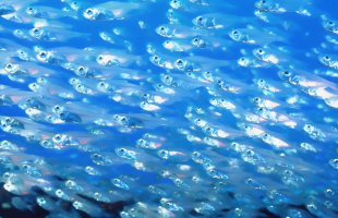 全球首个深海生境多模态大模型发布