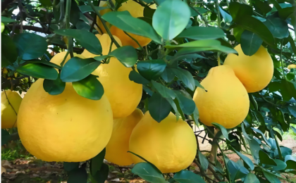 经纬线·从总书记考察的金柚，看特色农业产业集群