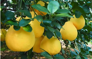 经纬线·从总书记考察的金柚，看特色农业产业集群