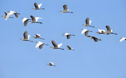 无人机拍鸟，别以记录自然的名义破坏自然