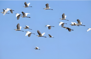 无人机拍鸟，别以记录自然的名义破坏自然