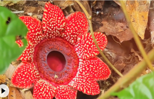 珍稀寄生花现身云南 无叶无根绽放短暂绚烂