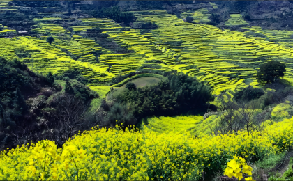 以林草事业高质量发展助力美丽中国建设