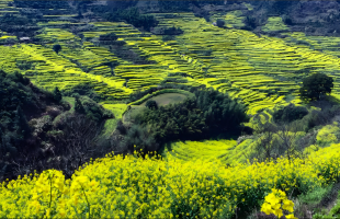 以林草事业高质量发展助力美丽中国建设