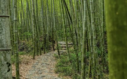 碧洲竹海“变现”记    