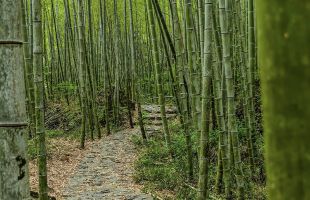 碧洲竹海“变现”记    